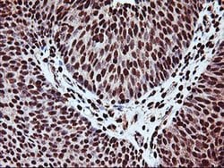SAMHD1 Monoclonal Antibody (OTI2A5), TrueMAB , OriGene 100 &mu;L; Unconjugated:Antibodies,