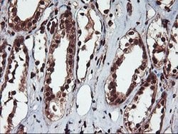 SAMHD1 Monoclonal Antibody (OTI2A5), TrueMAB , OriGene 100 &mu;L; Unconjugated:Antibodies,