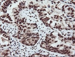 SAMHD1 Mouse anti-Canine, Human, Mouse, Rat, Clone: OTI1A1, lyophilized,