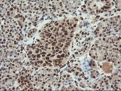 SAMHD1 Mouse anti-Canine, Human, Mouse, Rat, Clone: OTI1A1, lyophilized,