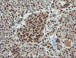 SAMHD1 Mouse anti-Canine, Human, Mouse, Rat, Clone: OTI1A1, liquid, TrueMAB 30 &mu;L | Buy Online | OriGene | Fisher Scientific