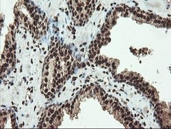 SAMHD1 Mouse anti-Canine, Human, Mouse, Rat, Clone: OTI1A1, lyophilized,