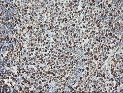 SAMHD1 Mouse anti-Canine, Human, Mouse, Rat, Clone: OTI1A1, lyophilized,