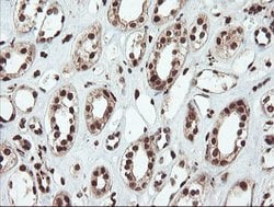 SAMHD1 Mouse anti-Canine, Human, Mouse, Rat, Clone: OTI1A1, lyophilized,