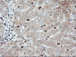 SAMHD1 Mouse anti-Canine, Human, Mouse, Rat, Clone: OTI1A1, lyophilized,