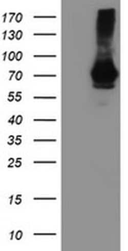 SAMHD1 Monoclonal Antibody (OTI2A5), TrueMAB , OriGene 100 &mu;L; Unconjugated:Antibodies,