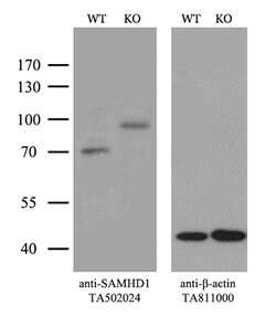 SAMHD1 Mouse anti-Canine, Human, Mouse, Rat, Clone: OTI3F5, lyophilized, TrueMAB 100 &mu;g | Buy Online | Origene Technologies | Fisher Scientific