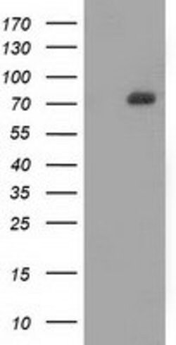 SAMHD1 Mouse anti-Human, Clone: OTI3B9, lyophilized, TrueMAB 100 &mu;g;