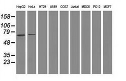 SAMHD1 Monoclonal Antibody (OTI2B5), TrueMAB , OriGene:Antibodies:Primary