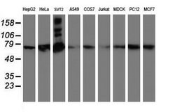SAMHD1 Mouse anti-Canine, Human, Mouse, Rat, Clone: OTI1A1, lyophilized,