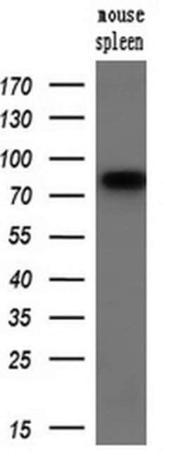 SAMHD1 Mouse anti-Canine, Human, Mouse, Rat, Clone: OTI1A1, lyophilized,