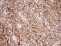 SAMSN1 Monoclonal Antibody (OTI7F5), TrueMAB , OriGene 100 &mu;L; Unconjugated:Antibodies,