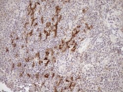 SAMSN1 Monoclonal Antibody (OTI7F5), TrueMAB , OriGene 100 &mu;L; Unconjugated:Antibodies,