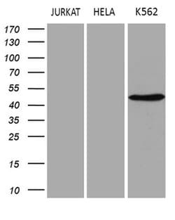 SAMSN1 Monoclonal Antibody (OTI1F6), TrueMAB , OriGene 100 &mu;L; Unconjugated:Antibodies,
