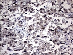 SAP30BP Monoclonal Antibody (OTI4H1), TrueMAB , OriGene:Antibodies:Primary