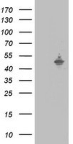 SAP30BP Mouse anti-Human, Clone: OTI4A9, lyophilized, TrueMAB 100 &mu;g;