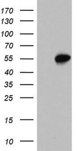 SAP30BP Mouse anti-Human, Clone: OTI6E10, lyophilized, TrueMAB 100 &mu;g;
