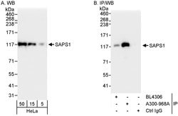 SAPS1 Rabbit anti-Human, Polyclonal, Bethyl Laboratories 100 &mu;L; Unconjugated:Antibodies,