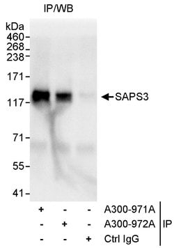 SAPS3 Rabbit anti-Human, Polyclonal, Bethyl Laboratories 100 &mu;L; Unconjugated:Antibodies,