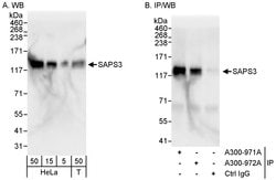 SAPS3 Rabbit anti-Human, Polyclonal, Bethyl Laboratories 100 &mu;l; Unlabeled:Antibodies,