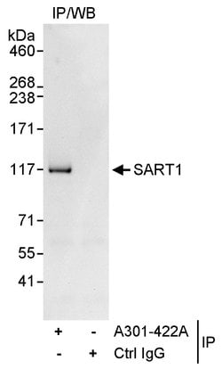 SART1 Rabbit anti-Human, Polyclonal, Bethyl Laboratories 100 &mu;L; Unconjugated:Antibodies,