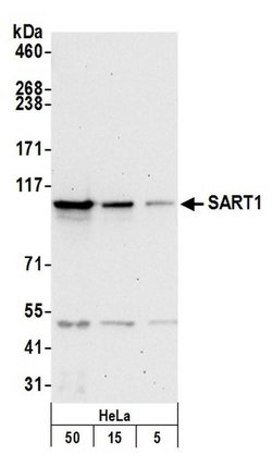 SART1 Polyclonal Antibody, Bethyl Laboratories:Antibodies:Primary Antibodies