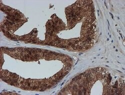 SAT2 Monoclonal Antibody (OTI1C9), TrueMAB , OriGene 100 &mu;L; Unconjugated:Antibodies,