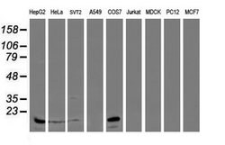 SAT2 Mouse anti-Human, Clone: OTI2A3, lyophilized, TrueMAB 100 &mu;g; Unconjugated:Antibodies,