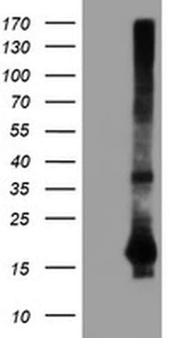 SAT2 Monoclonal Antibody (OTI1C9), TrueMAB , OriGene 100 &mu;L; Unconjugated:Antibodies,