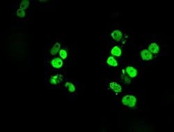 SATB1 Mouse anti-Human, Clone: OTI11E8, liquid, TrueMAB 100 &mu;L; Unconjugated:Antibodies,