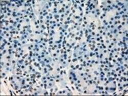 SATB1 Mouse anti-Human, Clone: OTI11H4, lyophilized, TrueMAB 100 &mu;g;