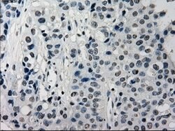 SATB1 Mouse anti-Human, Clone: OTI11H4, lyophilized, TrueMAB 100 &mu;g;