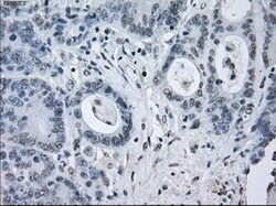 SATB1 Mouse anti-Human, Clone: OTI11H4, lyophilized, TrueMAB 100 &mu;g;