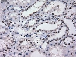 SATB1 Mouse anti-Human, Clone: OTI11H4, lyophilized, TrueMAB 100 &mu;g;