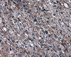 SATB1 Mouse anti-Human, Clone: OTI3E12, liquid, TrueMAB 100 &mu;L; Unconjugated:Antibodies,