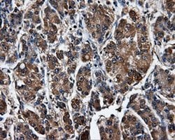 SATB1 Mouse anti-Human, Clone: OTI3E12, liquid, TrueMAB 100 &mu;L; Unconjugated:Antibodies,