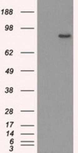 SATB1 Mouse anti-Human, Clone: OTI11H4, lyophilized, TrueMAB 100 &mu;g;