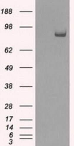 SATB1 Mouse anti-Human, Clone: OTI6C6, lyophilized, TrueMAB 100 &mu;g;
