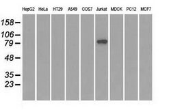 SATB1 Mouse anti-Human, Clone: OTI6C6, lyophilized, TrueMAB 100 &mu;g;