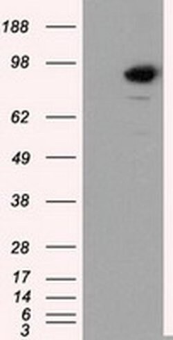 SATB1 Mouse anti-Human, Clone: OTI3E12, liquid, TrueMAB 100 &mu;L; Unconjugated:Antibodies,