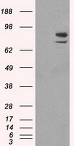 SATB1 Mouse anti-Human, Clone: OTI11E8, liquid, TrueMAB 100 &mu;L; Unconjugated:Antibodies,