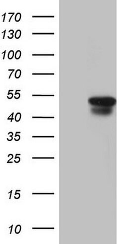 SAV1 Monoclonal Antibody (OTI7C7), TrueMAB , OriGene 30 &mu;L; Unconjugated:Antibodies,