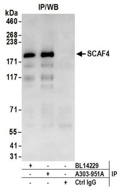SCAF4 Rabbit anti-Human, Polyclonal, Bethyl Laboratories 100 &mu;L; Unconjugated:Antibodies,