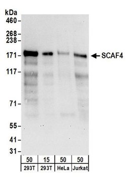 SCAF4 Rabbit anti-Human, Polyclonal, Bethyl Laboratories 100 &mu;L; Unconjugated:Antibodies,