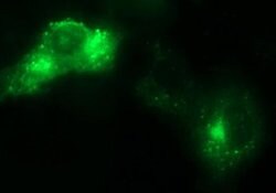 SCAMP2 Monoclonal Antibody (OTI2F3), TrueMAB , OriGene 100 &mu;L; Unconjugated:Antibodies,