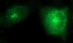 SCAMP2 Mouse anti-Human, Clone: OTI3C2, lyophilized, TrueMAB 100 &mu;g;