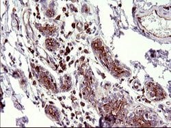 SCAMP2 Mouse anti-Human, Clone: OTI3C2, lyophilized, TrueMAB 100 &mu;g;