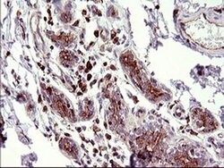 SCAMP2 Mouse anti-Human, Clone: OTI3C2, liquid, TrueMAB 100 &mu;L; Unconjugated:Antibodies,
