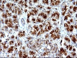 SCAMP2 Mouse anti-Human, Clone: OTI3C2, lyophilized, TrueMAB 100 &mu;g;