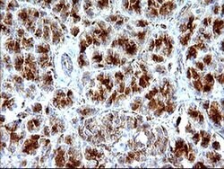 SCAMP2 Mouse anti-Human, Clone: OTI3C2, liquid, TrueMAB 100 &mu;L; Unconjugated:Antibodies,